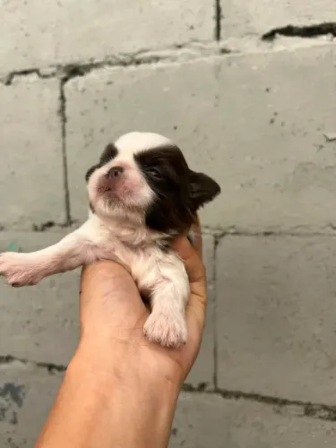 Shih tzu