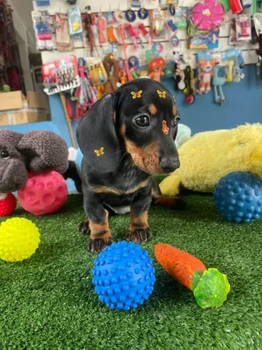 Salsicha Basset cofap