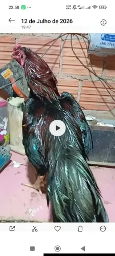 Galo