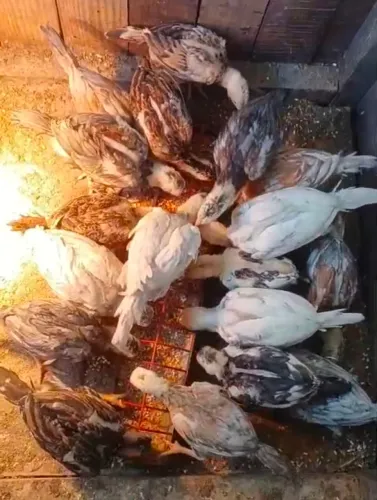 Vendo pintinho indio mura