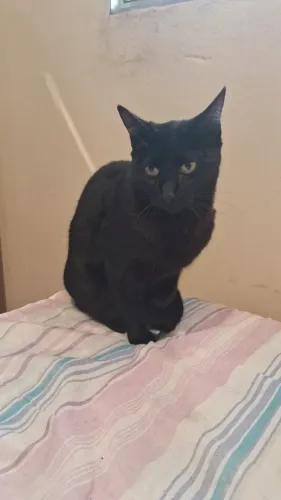 Gata femea castrada