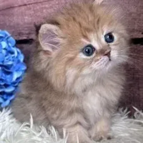 Gato Persa Nariz Achatado