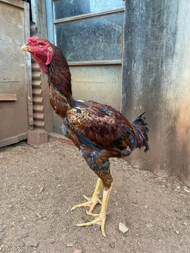 Frango índio gigante