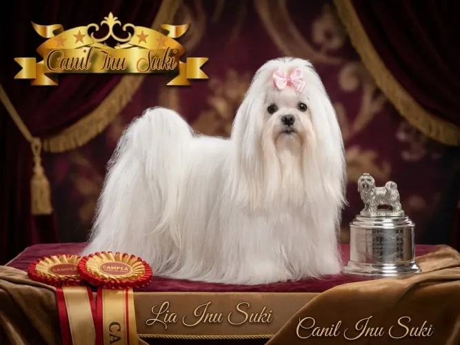 Maltês miniatura com pedigree