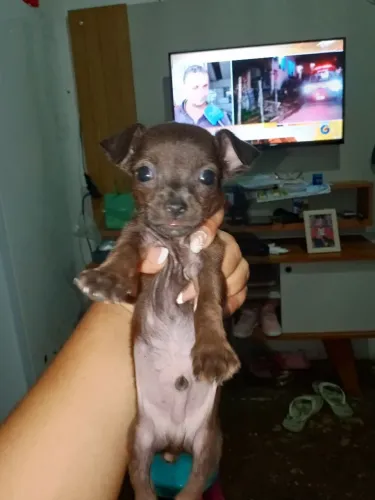 Cachorro pinscher n1