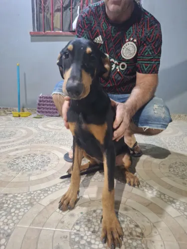 Vendo doberman preto 6 meses