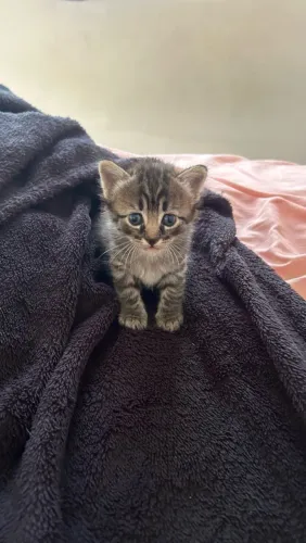 Gatinho filhote macho pra adoção