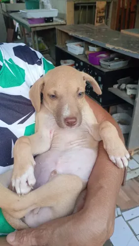 Doação de cachorro vira lata chama no zap *90