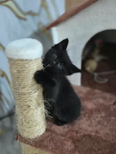 Gatinho pra adoção 