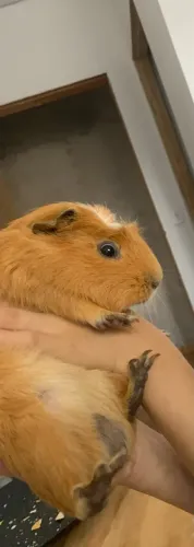 Doação - porquinho da índia 