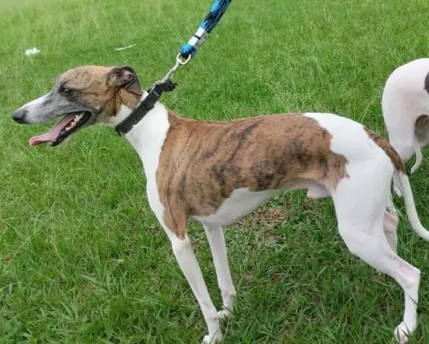 FILHOTES DE WHIPPET Disponíveis
