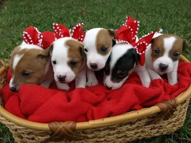 Jack Russel
