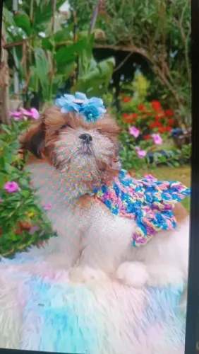 Shih-tzu