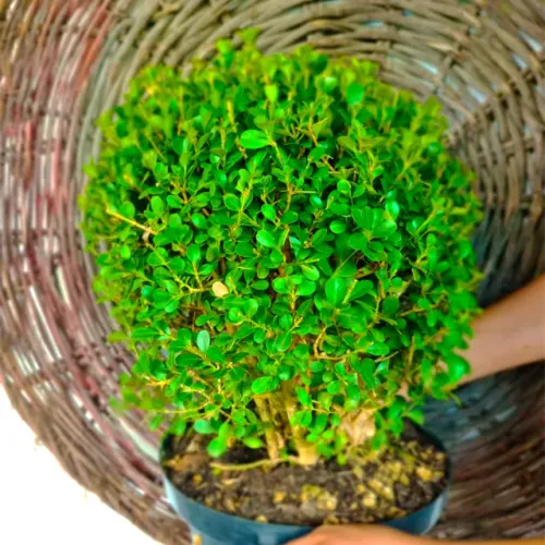 Buxinho (Buxus Sempervirens) em vaso - Pronta Entrega!