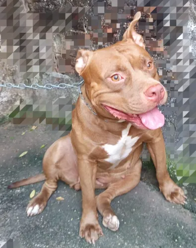 Venda Pitbull pedigree fêmea