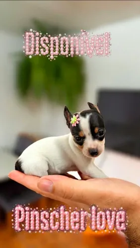Pinscher Piebald Miniatura