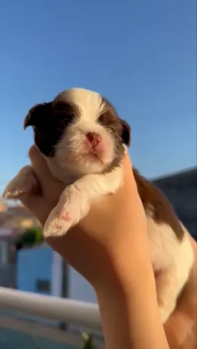Filhotes shih tzu