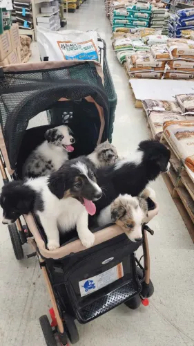 Filhotes de Border Collie | Siga o balançar do rabo e encontre a paz