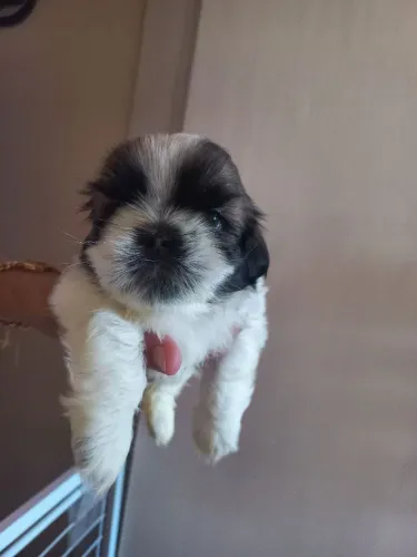 Shitzu macho 9. *
