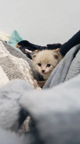Doação responsável de gato