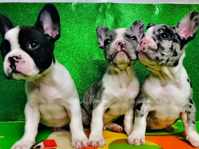 Bulldog francês 