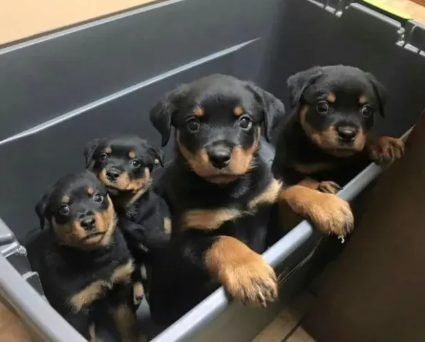 Filhoets de Rottweiler | Cheios de personalidade