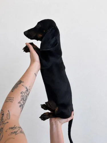 ? Dachshund (Salsicha) Macho Black and Tan - 4 meses