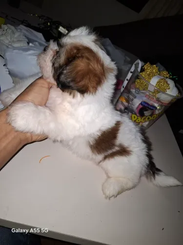 Filhote de lhasa apso