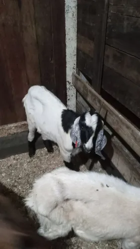 Cabrito