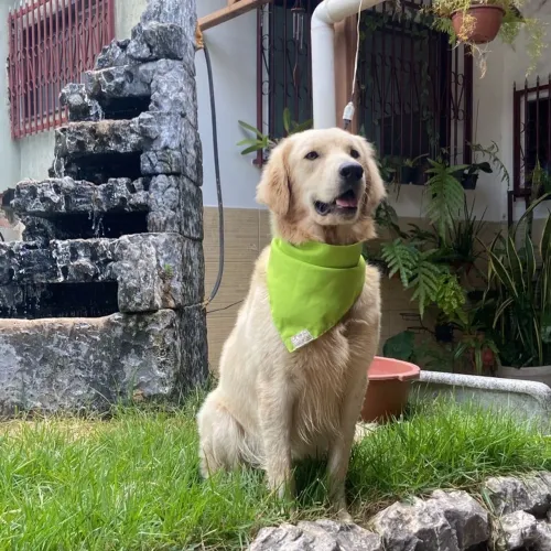 Golden Retriever MACHO - disponível para cruza. 