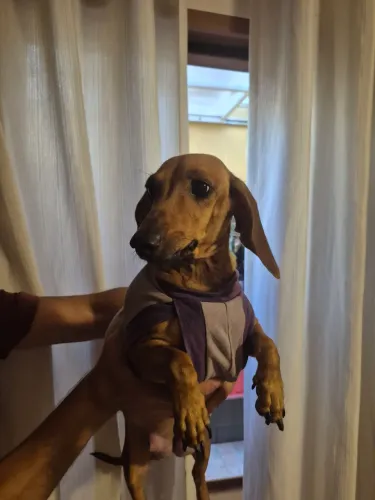 Filhotes de teckel