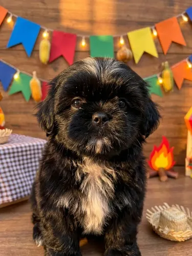 Shitizu machinho 