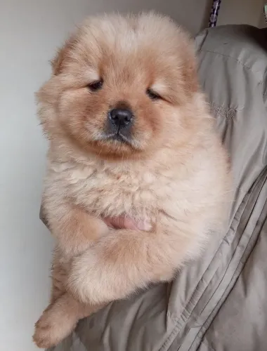 Filhote de Chow Chow disponível para você !! Chame agora 