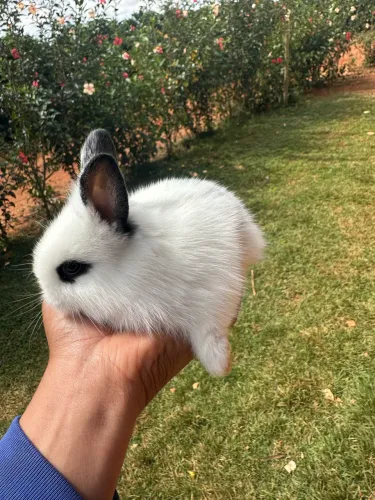Mini Coelhos a venda 