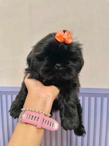 Shih-Tzu Fêmea