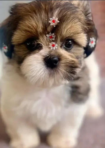 Shih Tzu