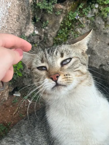 Gata precisa de um lar