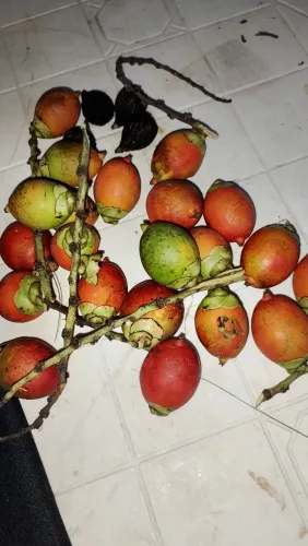 Sementes de palmeira rabo de raposa 