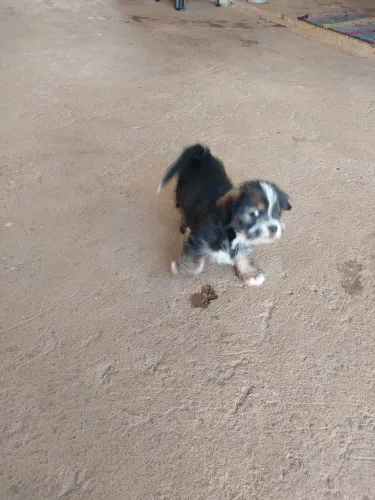 Doacao de filhote shih-tzu com basset macho