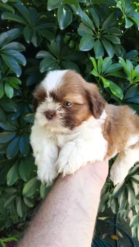 Shih Tzu melhor amigo para o dia das crianças 