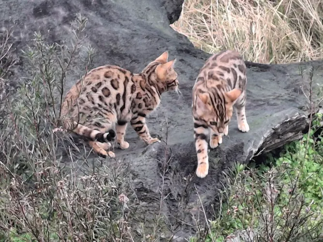 Bengal