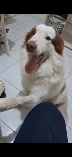 Cachorro Border Collie