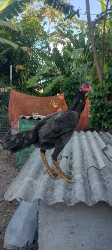Galinha