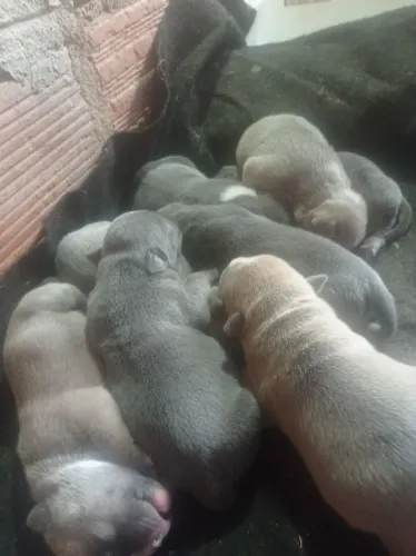 Vendo filhotes 1 mês American Bull