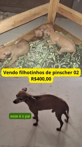 Filhote de Pinscher