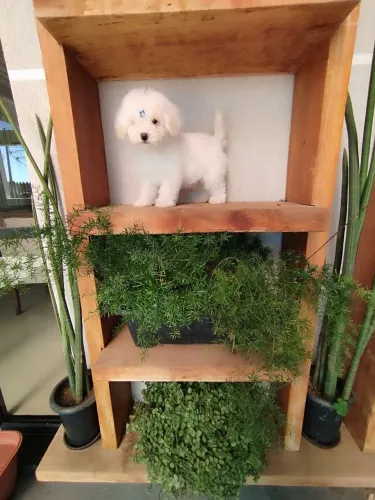 Poodle micro toy macho
