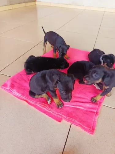 Cachorros para doação