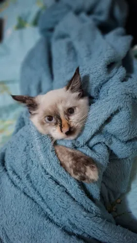 Gato para Adoção 