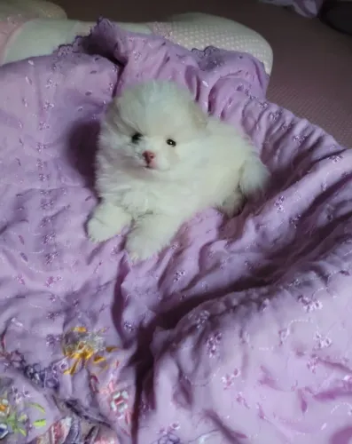 Lindo Filhote Spitz Alemão Branco