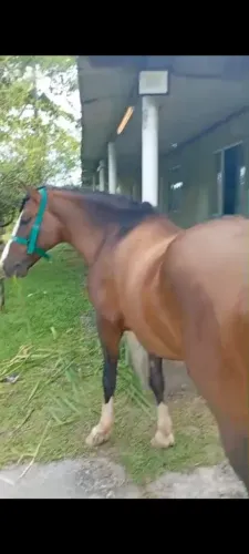 Cavalo Crioulo